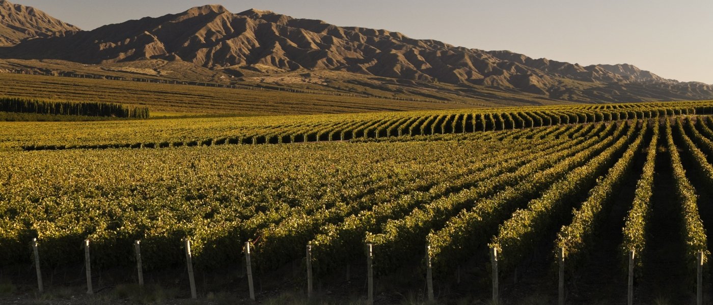 Vineyards argentina - Wine Paths